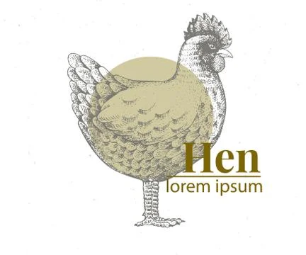 Vector hand drawn chicken illustration. Retro engraving style. Sketch farm Stock Illustration