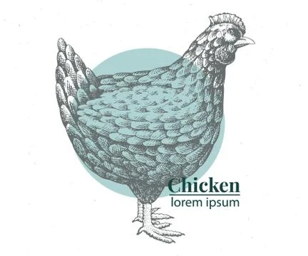 Vector hand drawn chicken illustration. Retro engraving style. Sketch farm Stock Illustration