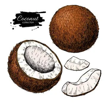 Vector hand drawn coconut set. Tropical summer fruit  illustrati Stock Illustration