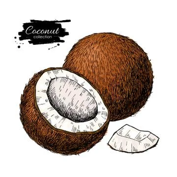 Vector hand drawn coconut. Tropical summer fruit illustration. Illustrazione stock