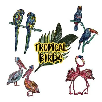 Vector hand drawn collection of beautiful exotic tropical birds. Stock Illustration