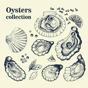 Vector hand drawn collection of oysters Stock Illustration