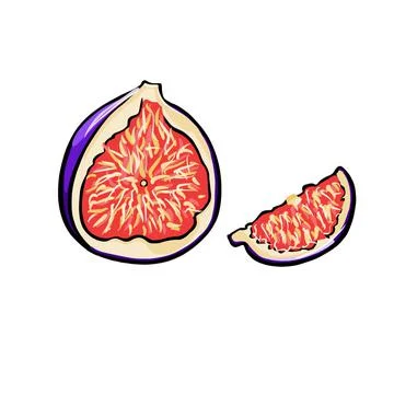 Vector hand drawn color illustration of figs, healthy eating Stock Illustration