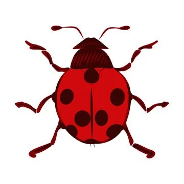 Vector hand drawn color illustration of a red ladybug Stock Illustration
