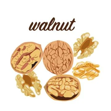 Vector hand drawn colorful walnut plant set. Stock Illustration