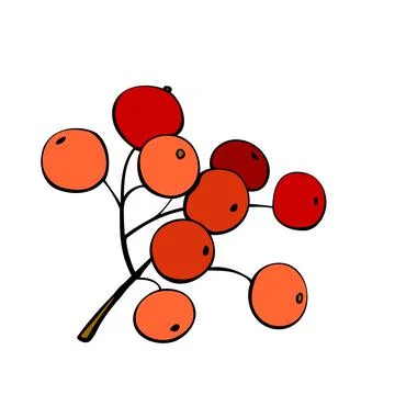 Vector hand-drawn contour bunch of red rowan berries, viburnum. Decorative de Stock Illustration