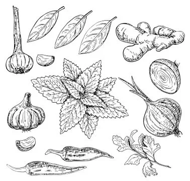 Vector hand drawn culinary herbs and spices set Stock Illustration