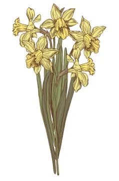 Vector hand drawn daffodils illustration 스톡 일러스트