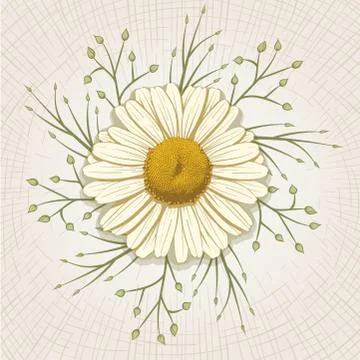 Vector hand drawn daisy. Stock Illustration
