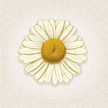 Vector hand drawn daisy. Stock Illustration