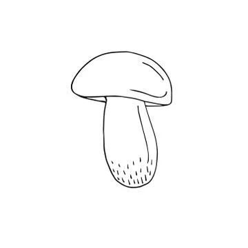 Vector hand drawn doodle King bolote cep mushroom Stock Illustration