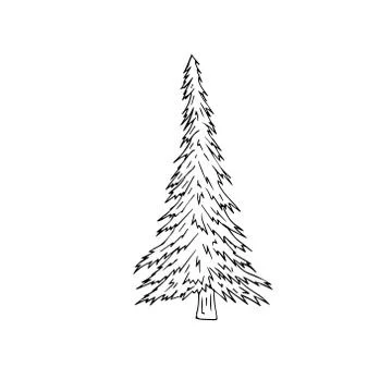 Vector hand drawn doodle sketch spruce tree Stock Illustration