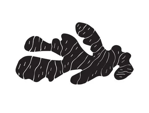 Vector hand drawn doodle sketch black ginger root Stock Illustration