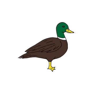 Vector hand drawn doodle sketch colored duck Stock Illustration