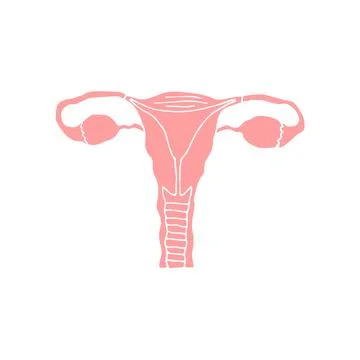Vector hand drawn doodle sketch pink uterus Stock Illustration