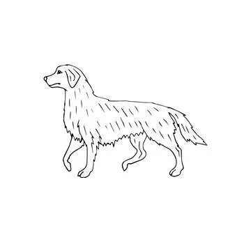 Vector hand drawn doodle sketch retriever dog Stock Illustration