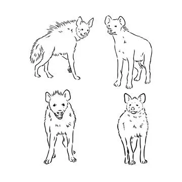 Vector hand drawn doodle sketch hyena isolated on white background Stock Illustration