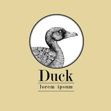 Vector hand drawn duck illustration. Vintage engraving style. Sketch farm animal Illustrazione stock