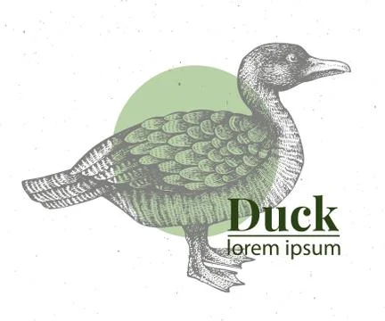 Vector hand drawn duck illustration. Retro engraving style. Sketch farm animal Stock Illustration