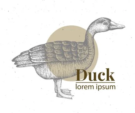 Vector hand drawn duck illustration. Retro engraving style. Sketch farm animal Stock Illustration