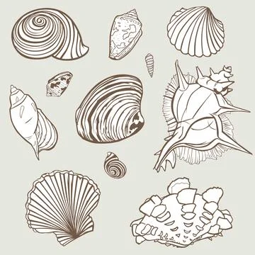 Vector hand drawn elements from seashell paradise collection. Element design  Stock Illustration