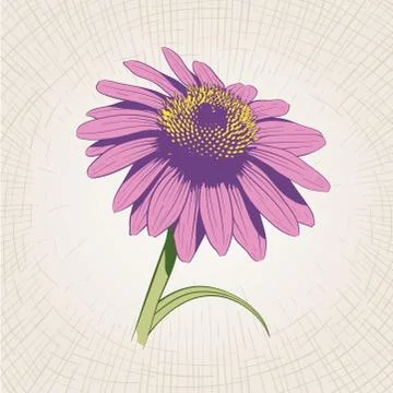 Vector hand drawn flower. Stock Illustration