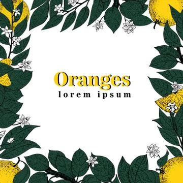 Vector hand drawn frame of leaves and orange fruit. Vintage illustration. B.. Stock Illustration