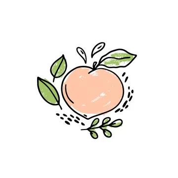 Vector hand drawn fruit with leaves and drops on a white background. Peach fr Stock Illustration