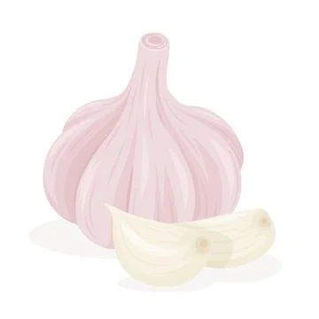 Vector Hand Drawn Garlic Bulb and Cloves Closeup, Isolated. Vegetable Vector Stock Illustration