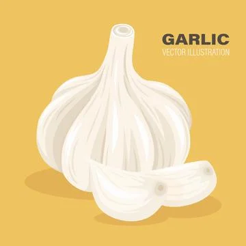 Vector Hand Drawn Garlic Bulb and Cloves Closeup. Vegetable Illustration. Whole Stock Illustration