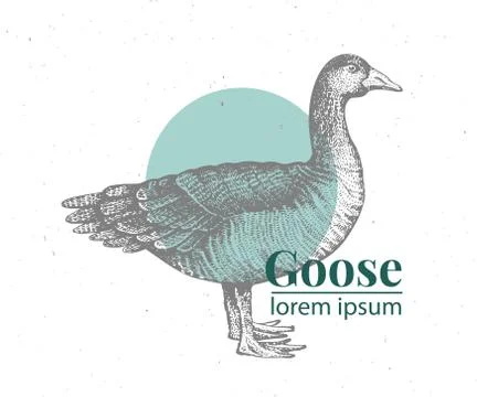 Vector hand drawn goose illustration. Retro engraving style. Sketch farm animal Stock Illustration
