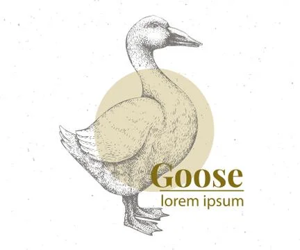 Vector hand drawn goose illustration. Retro engraving style. Sketch farm animal Stock Illustration