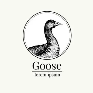 Vector hand drawn goose illustration. Retro engraving style. Sketch farm animal Stock Illustration