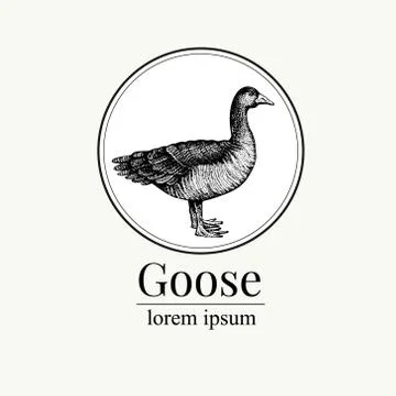 Vector hand drawn goose illustration. Retro engraving style. Sketch farm animal Stock Illustration