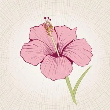 Vector hand drawn hibiscus flower. Stock Illustration