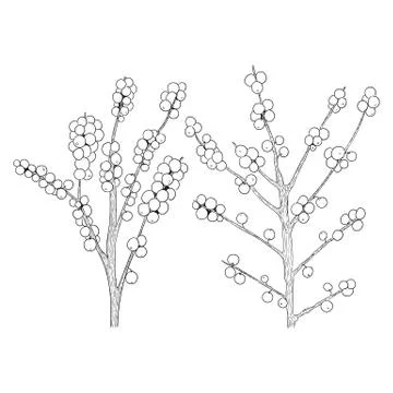 Vector hand drawn holly, ilex branch with berry and leaves, mistletoe set. Stock Illustration