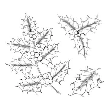 Vector hand drawn holly, ilex branch with berry and leaves, mistletoe set. Stock Illustration