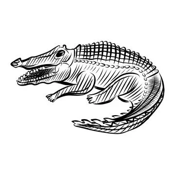 Vector hand-drawn illustration of a crocodile drawn with black line art Stock Illustration