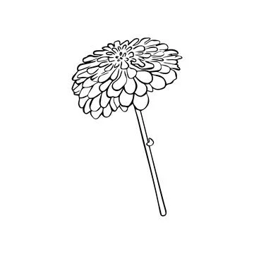 Vector hand drawn illustration of dahlia flower isolated on white background Stock Illustration