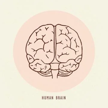 Vector hand-drawn illustration of the human brain. Stock Illustration
