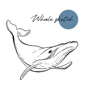 Vector hand drawn illustration of humpback whale. Sketch detailed line engraving Stock Illustration