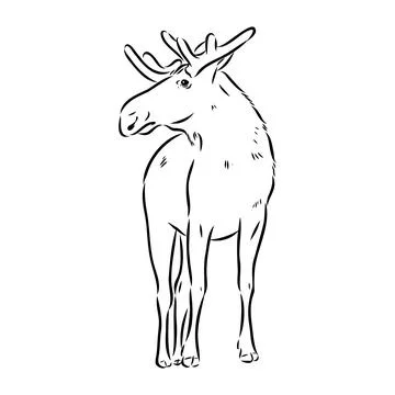 Vector hand drawn illustration of a moose isolated on a white background. A s Stock Illustration