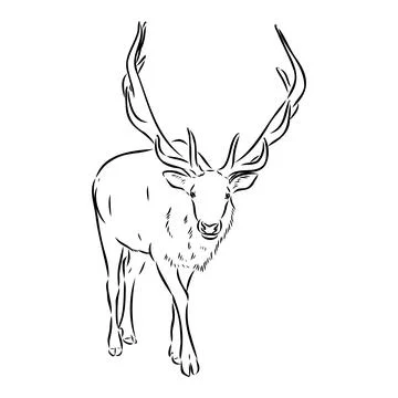 Vector hand drawn illustration of a moose isolated on a white background. A s Stock Illustration