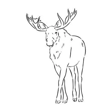 Vector hand drawn illustration of a moose isolated on a white background. A s Stock Illustration