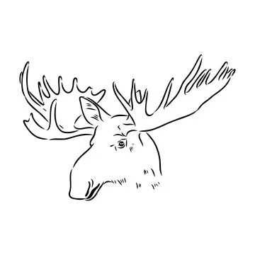 Vector hand drawn illustration of a moose isolated on a white background. A s Stock Illustration