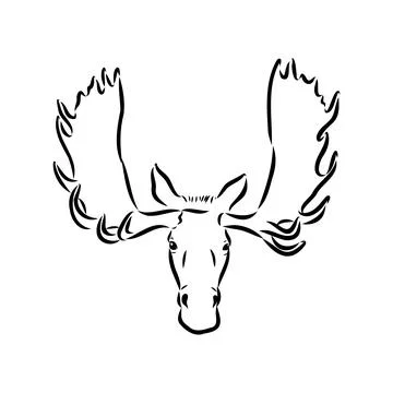 Vector hand drawn illustration of a moose isolated on a white background. A s Stock Illustration