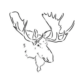 Vector hand drawn illustration of a moose isolated on a white background. A s Stock Illustration