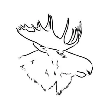 Vector hand drawn illustration of a moose isolated on a white background. A s Stock Illustration