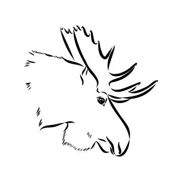 Vector hand drawn illustration of a moose isolated on a white background. A s Stock Illustration