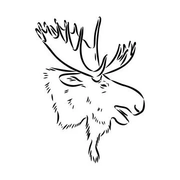 Vector hand drawn illustration of a moose isolated on a white background. A s Stock Illustration